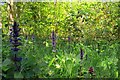 Primrose & Selfheal in Layer Wood