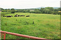 Cattle pasture near Sheet