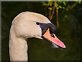 SD7807 : A Close Look at a Swan by David Dixon