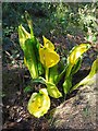 American Skunk Cabbage (lysichiton americanus)