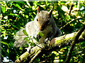 H4772 : Grey squirrel, Mullaghmore (4) by Kenneth  Allen