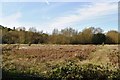 Water meadows, Colne Valley