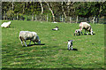 NS3305 : Spring lambs at Cloyntie Farm by Mary and Angus Hogg
