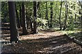 Footpath in the woods