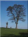 Winter tree on the skyline