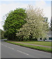 April blossom and green leaves, Llantarnam, Cwmbran