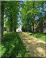 Fitzwilliam College avenue in spring