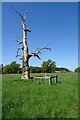 SO8844 : Dead oak tree by Philip Halling