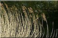 SK6236 : Windblown reeds, Grantham Canal by Alan Murray-Rust