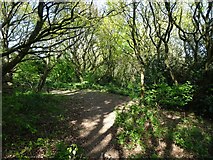 SO9095 : Woodland Path by Gordon Griffiths