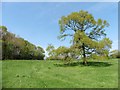 Isolated tree near Wixon Farm