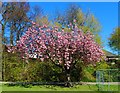 NO3801 : Cherry blossom by Bill Kasman
