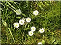 SK6436 : Supersize daisies by the Grantham Canal by Alan Murray-Rust