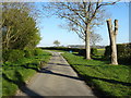 Severely pruned tree on Horse Carr Lane