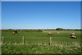 Grazing near Outgate Farm