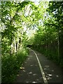 Path through the Taddiforde valley