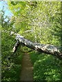 Fallen tree, Stubbing