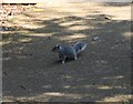 NO3901 : Grey squirrel by Bill Kasman