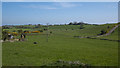 Fields near Carrowdore