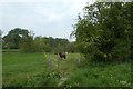 Horses above the Derwent