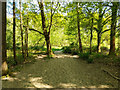 Path, Tilgate Park