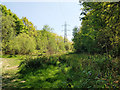 Cleared woodland under power line