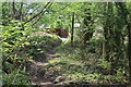 Woodland footpath down to The Rhiw