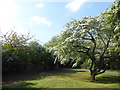 Blossom inside a tump on Thamesmead