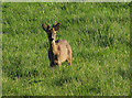 SX8970 : Deer, Haccombe by Derek Harper