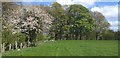 Hawthorn in bloom