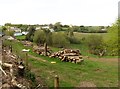 Village view exposed, following hedge laying