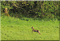 SX8970 : Deer, Haccombe by Derek Harper