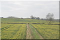 Drainage ditch and rape fields