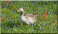 SE6250 : Greylag Goose by DS Pugh