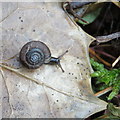 NT2470 : Smooth Glass Snail in my compost heap by M J Richardson