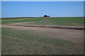 Field by the coast path