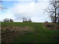 Grazing towards Park House Farm