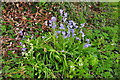 Bluebells, Littleton Drew Lane, Acton Turville, Gloucestershire 2020