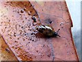 NT2470 : Slippery or Moss Snail by M J Richardson