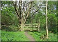 Path in the Upper Nethan Gorge Nature Reserve