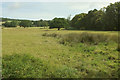 Cattle pasture near Ashburton