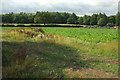 SX7369 : Farmland near River Dart Country Park by Derek Harper