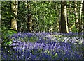 Bluebell time in Ecclesall Woods