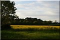 TM3865 : Oil-seed rape meadow north of Kelsale by Christopher Hilton