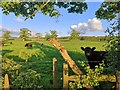 Cattle and Farmland near Cuckney