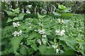 White Dead-nettle (Lamium album), Heddon Common