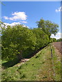 Old Hazel hedge and new fence line