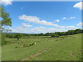 Sheep with Lambs in the fields round Manor Farm