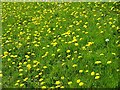 SO8441 : Dandelion flowers by Philip Halling
