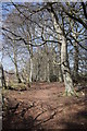 Path through the beech trees